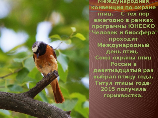 1 апреля 1906 года была подписана Международная конвенция по охране птиц. С тех пор ежегодно в рамках программы ЮНЕСКО 