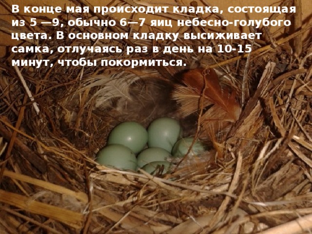 В конце мая происходит кладка, состоящая из 5 —9, обычно 6—7 яиц небесно-голубого цвета. В основном кладку высиживает самка, отлучаясь раз в день на 10-15 минут, чтобы покормиться. 