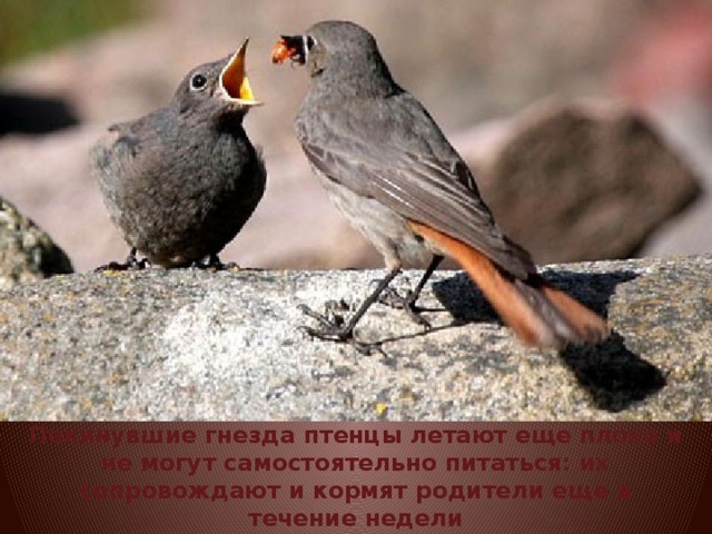 Покинувшие гнезда птенцы летают еще плохо и не могут самостоятельно питаться: их сопровождают и кормят родители еще в течение недели 