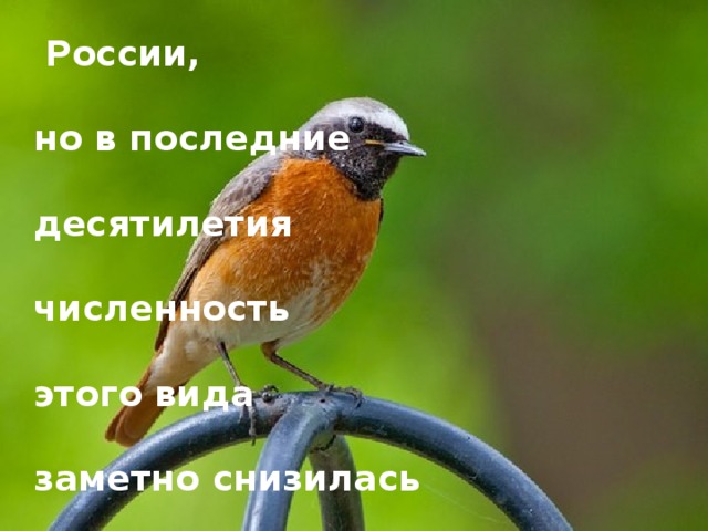 Обыкновенная горихвостка была самой  обычной птицей  садов и парков  центра  европейской  России,  но в последние  десятилетия  численность  этого вида  заметно снизилась 