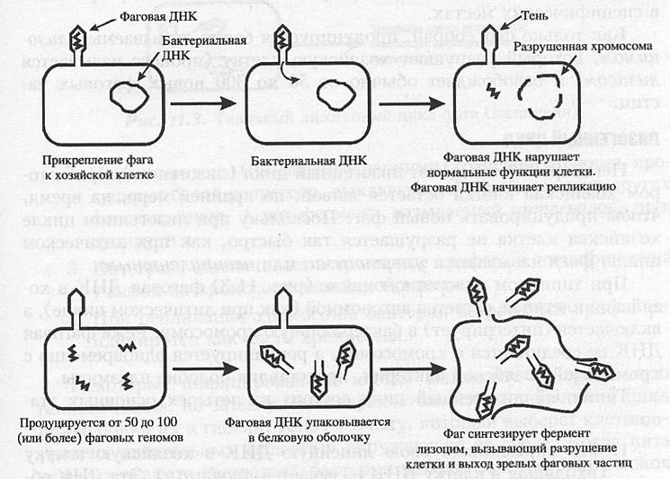Цикл бактерии. Цикл развития бактериофага. Жизненный цикл вирулентного бактериофага. Литический цикл бактериофага. Цикл развития бактериофага схема.