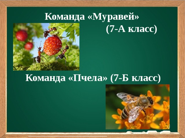 Команда «Муравей»  (7-А класс)    Команда «Пчела» (7-Б класс)          