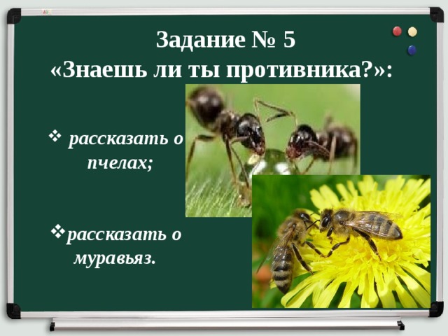  Задание № 5 «Знаешь ли ты противника?»:  рассказать о пчелах;   рассказать о муравьяз. 