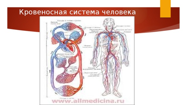 Контрольная работа по биологии кровеносная система