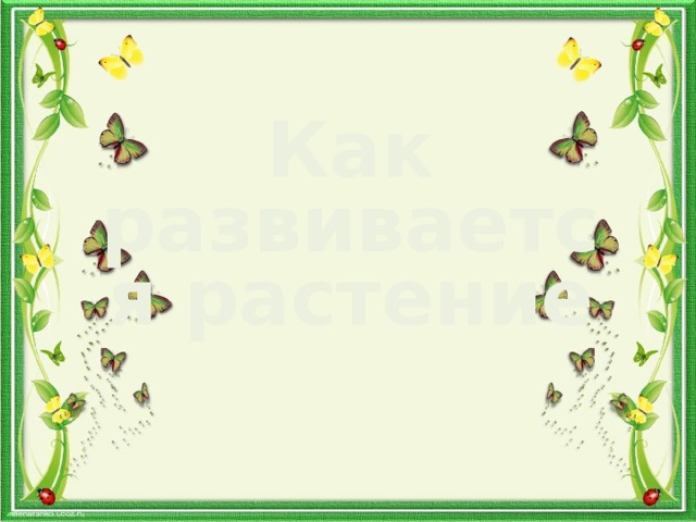 Как развивается растение 
