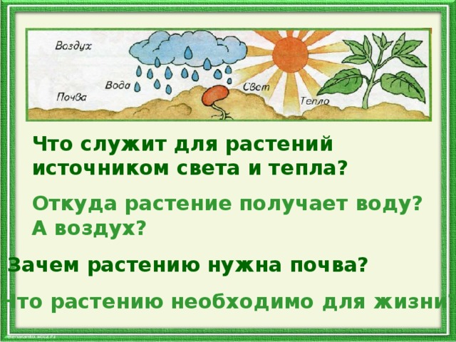 Воздух вода тепло. Что необходимо растению для жизни почва. Рассказ что необходимо растению для жизни. Зачем нужна почва. Зачем на земле растения.