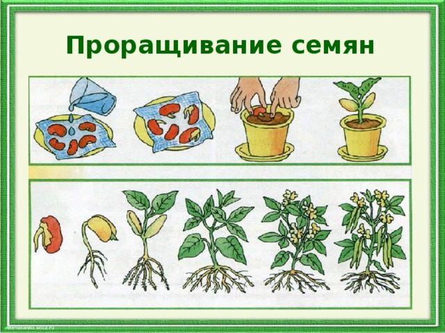 Проращивание семян 