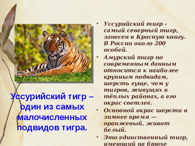 Уссурийский тигр - самый северный тигр, занесен в Красную книгу. В России около 200 особей. Амурский тигр по современным данным относится к наиболее крупным подвидам, шерсть гуще, чем у тигров, живущих в тёплых районах, а его окрас светлее. Основной окрас шерсти в зимнее время — оранжевый, живот белый. Это единственный тигр, имеющий на брюхе пятисантиметровый слой жира, защищающий от леденящего ветра при крайне низких температурах.  Уссурийский тигр – один из самых малочисленных подвидов тигра. 