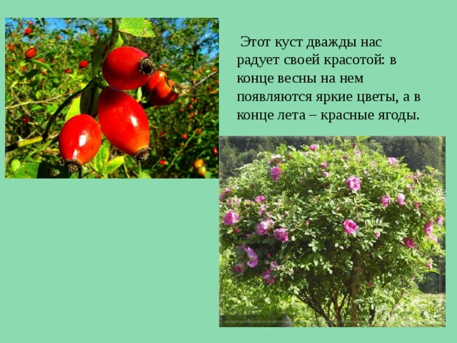   Этот куст дважды нас радует своей красотой: в конце весны на нем появляются яркие цветы, а в конце лета – красные ягоды. 