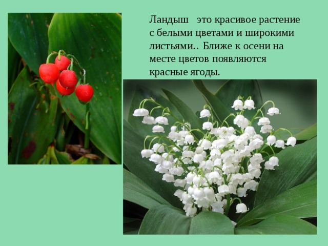 Ландыш это красивое растение с белыми цветами и широкими листьями. . Ближе к осени на месте цветов появляются красные ягоды. 