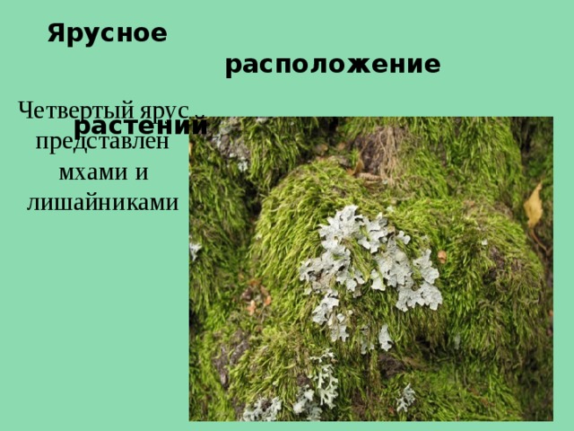 Ярусное  расположение  растений Четвертый ярус представлен мхами и лишайниками 