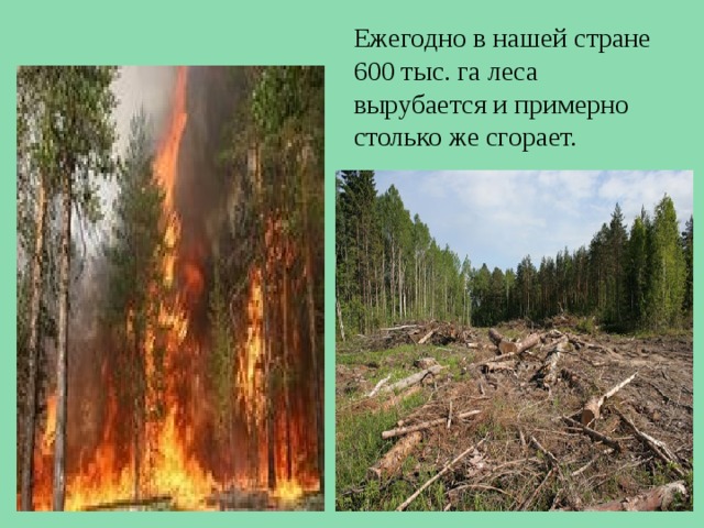 Ежегодно в нашей стране 600 тыс. га леса вырубается и примерно столько же сгорает. 
