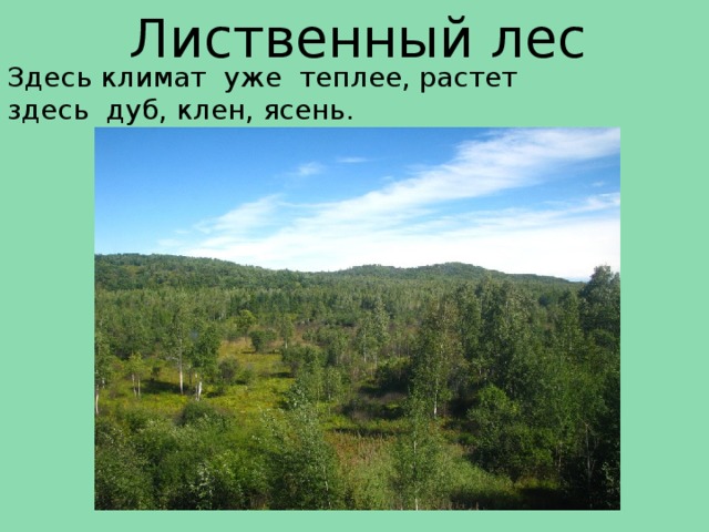 Лиственный лес Здесь климат уже теплее, растет здесь дуб, клен, ясень. 