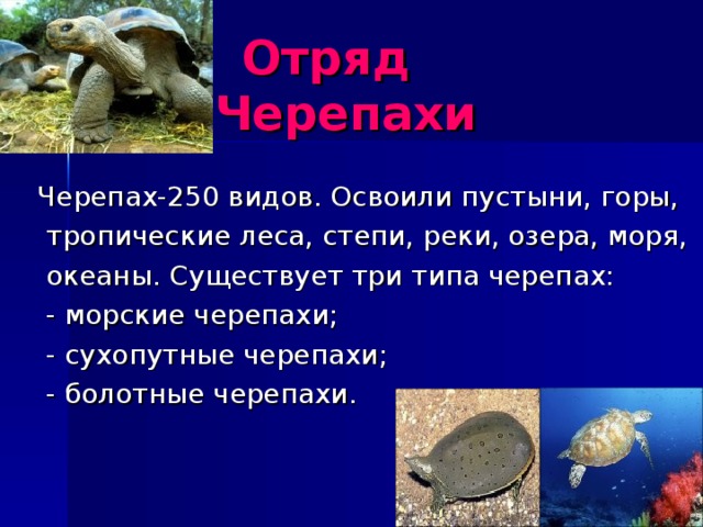 Вопросы по теме пресмыкающиеся. Черепахи в тропическом лесу. Черепахи в тропическом лесу для 1 класса. Тропическая черепаха доклад. Тропические черепахи рассказ.