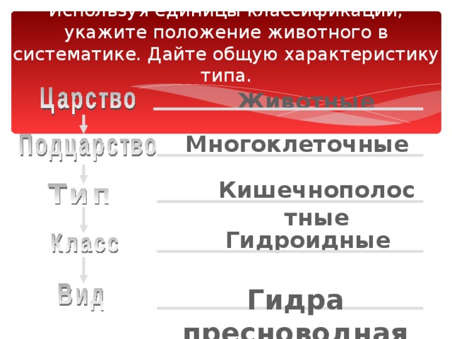 Используя единицы классификации, укажите положение животного в систематике. Дайте общую характеристику типа. Животные Многоклеточные Кишечнополостные Гидроидные Гидра пресноводная 