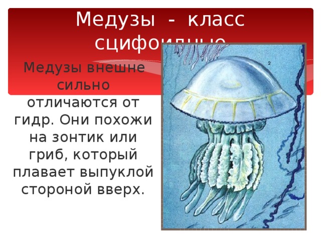 Медузы - класс сцифоидные  Медузы внешне сильно отличаются от гидр. Они похожи на зонтик или гриб, который плавает выпуклой стороной вверх. 