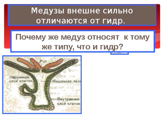 Медузы внешне сильно отличаются от гидр.  Почему же медуз относят к тому же типу, что и гидр? 