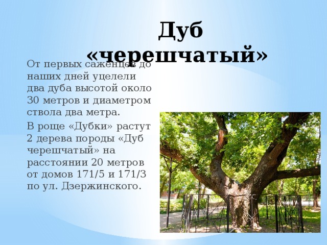 Сколько лет дубу высотой 6 м. Высота дуба. Максимальная высота дуба. Дуб диаметр высота. Высота дуба в метрах.