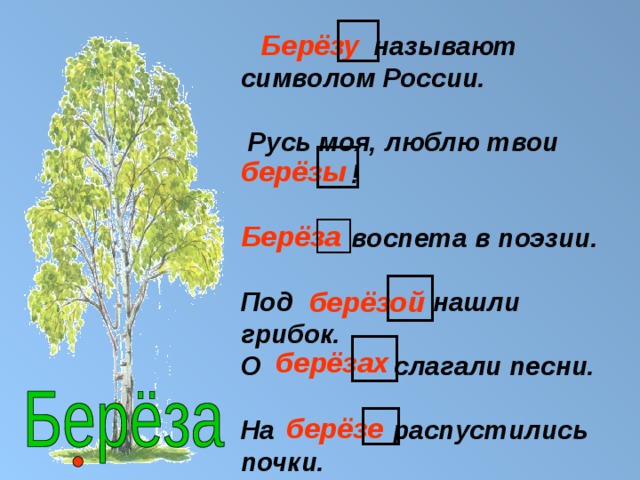 □ Берёзу  называют символом России.   Русь моя, люблю твои  !   воспета в поэзии.  Под нашли грибок. О слагали песни.  На распустились почки. □ берёзы □ Берёза □  берёзой □ берёзах □ берёзе 