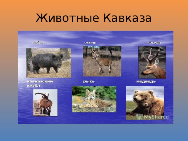 Животные Кавказа 