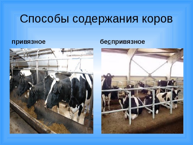 Способы содержания коров привязное бе с привязное 