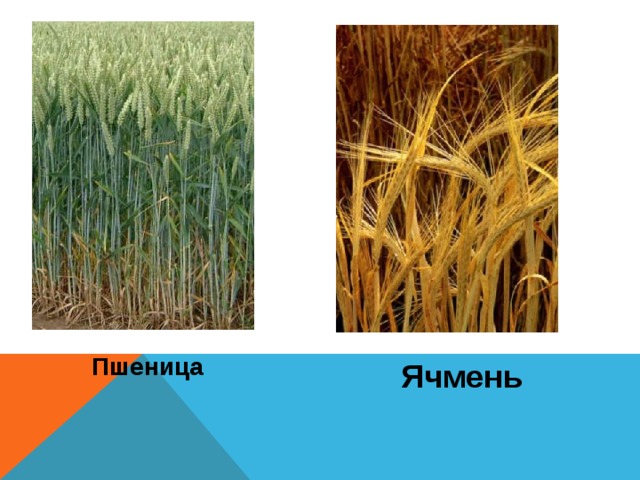Отличие ячменя от пшеницы фото
