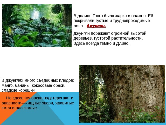 В долине Ганга было жарко и влажно. Её покрывали густые и труднопроходимые леса — джунгли. Джунгли поражают огромной высотой деревьев, густотой растительности. Здесь всегда темно и душно. В джунглях много съедобных плодов: манго, бананы, кокосовые орехи, сладкие корешки.  Но здесь человека подстерегают и опасности—хищные звери, ядовитые змеи и насекомые. 