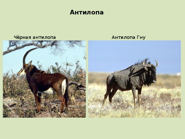 Антилопа Чёрная антилопа Антилопа Гну 