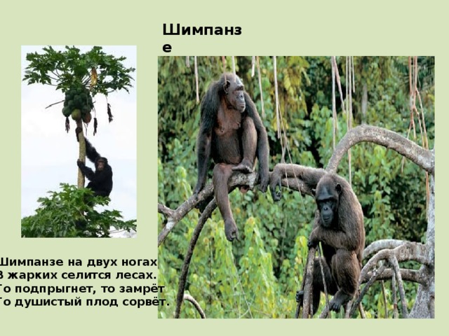 Шимпанзе Шимпанзе на двух ногах В жарких селится лесах. То подпрыгнет, то замрёт То душистый плод сорвёт. 