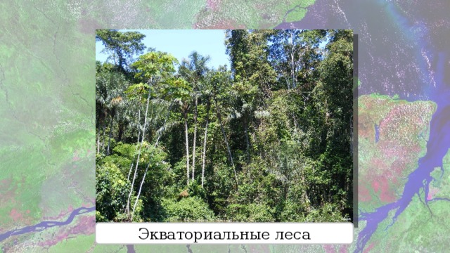 Разнообразие природы Южной Америки. Различные источники информации о лесах Южной Америки. Презентация по теме разнообразие природы Южной Америки 7 класс. Разнообразие природы южной америки 7 класс