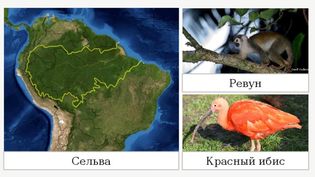 Разнообразие природы южной америки 7 класс. Сельва на карте Южной Америки. Природная зона красного Ибиса на карте. Василиск сельвы Южной Америки.
