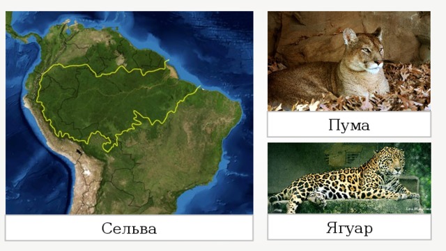 Разнообразие природы Южной Америки. Южная Америка леса умеренного пояса Пума. Сельва рельеф в Южной Америке 7 класс. Ягуар в Южной Америке на карте. Разнообразие природы южной америки 7 класс
