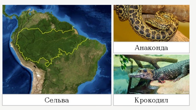 Разнообразие природы южной америки 7 класс. Место обитания анаконды на карте. Где обитает Анаконда на карте. Ареал обитания анаконды. Анаконда в сельве.