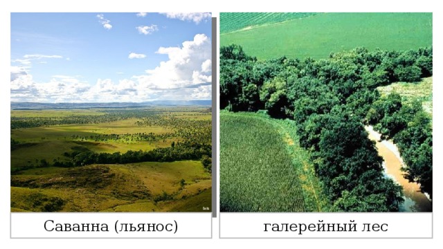Какие леса встречаются в природе галерейные. Галерейные леса Южной Америки. Галерейный лес в Южной Америке. Галерейные леса в саванне. Галерейные леса это в географии.