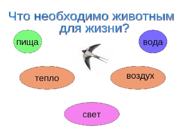 Заполни схему животное живое существо 1 класс