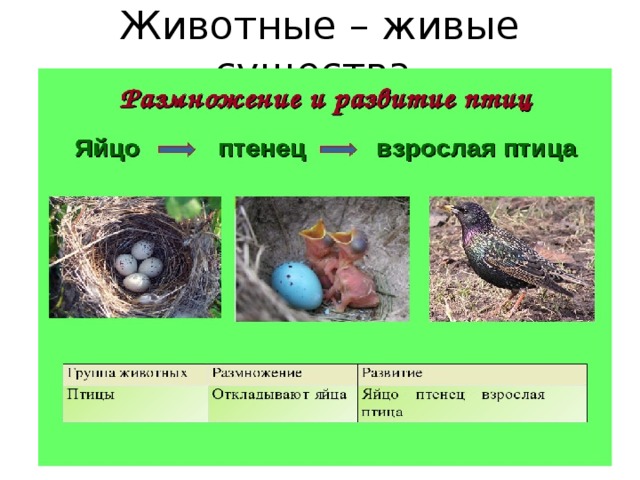 Презентация как живут животные