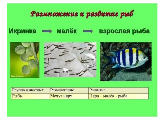 Икра малек рыба схема для детей