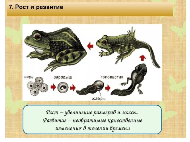 Развитие животных. Этапы развития животных. Модель развития рыбы. Стадии роста и развития животных.