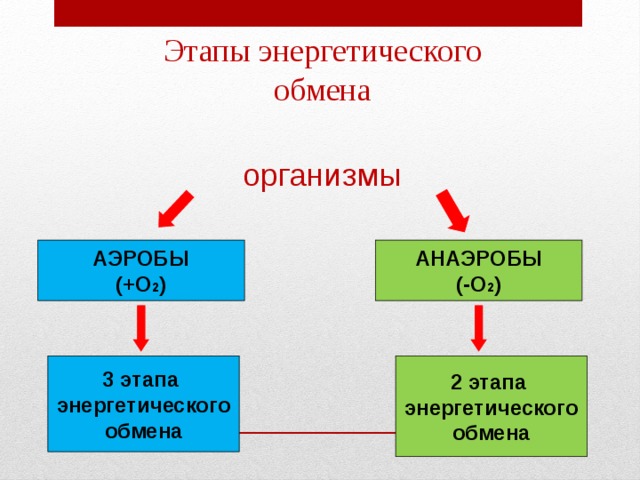 Этапы энергетического обмена организмы АЭРОБЫ АНАЭРОБЫ (+О 2 ) (-О 2 )  3 этапа 2 этапа энергетического обмена энергетического обмена 