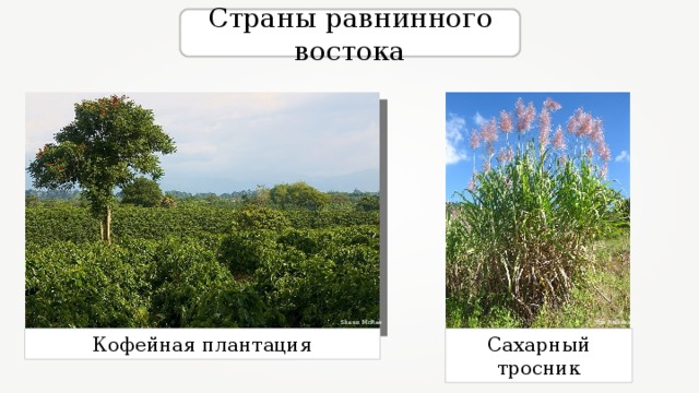 Страны равнинного востока Shaun McRae Ton Rulkens Кофейная плантация Сахарный тросник 