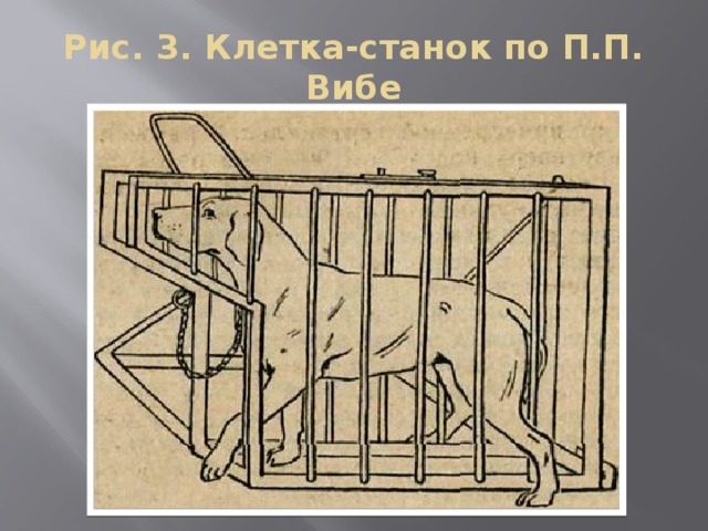 Особые клетки. Фиксация кроликов в станке. Фиксация и Укрощение животных. Клетка станок Вибе. Фиксация кроликов презентация.