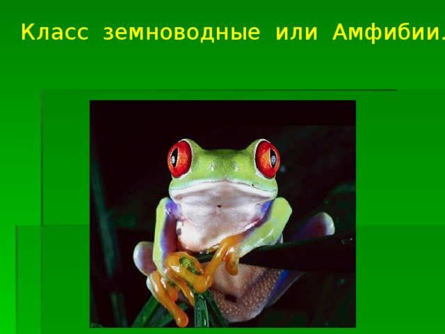Класс земноводные или Амфибии. 