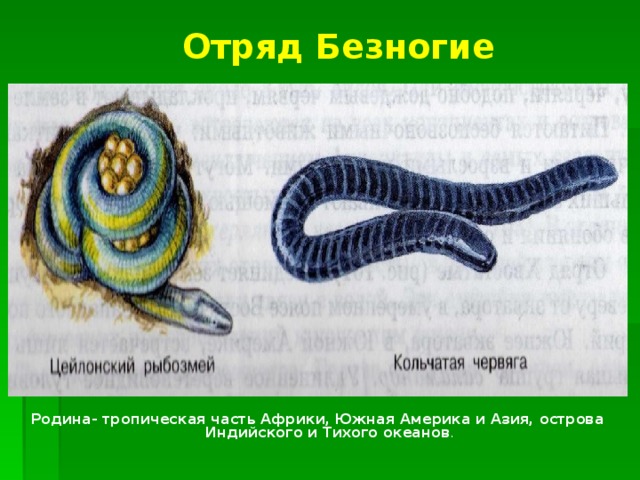 Отряд Безногие Родина- тропическая часть Африки, Южная Америка и Азия, острова Индийского и Тихого океанов . 