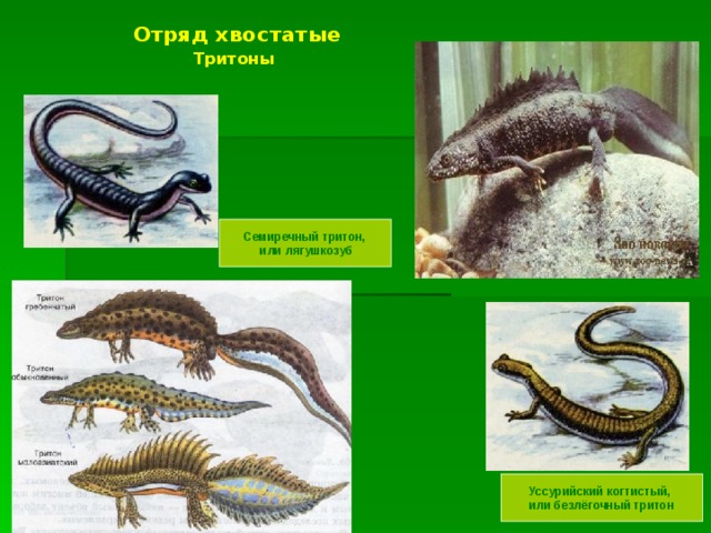 Отряд хвостатые  Тритоны    Семиречный тритон,  или лягушкозуб Уссурийский когтистый, или безлёгочный тритон 