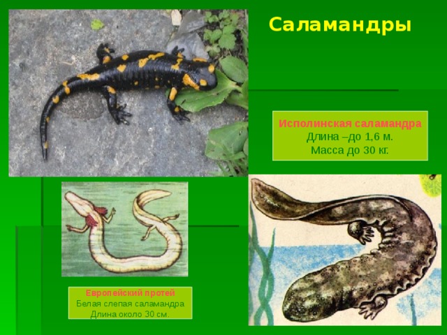Саламандры  Исполинская саламандра Длина –до 1,6 м. Масса до 30 кг. Европейский протей Белая слепая саламандра Длина около 30 см. 