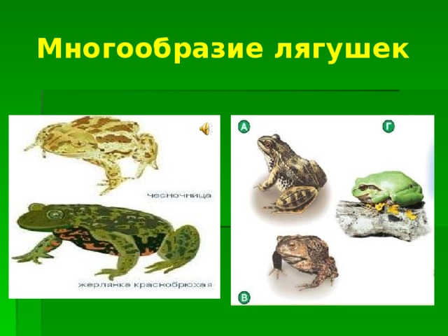 Многообразие лягушек 