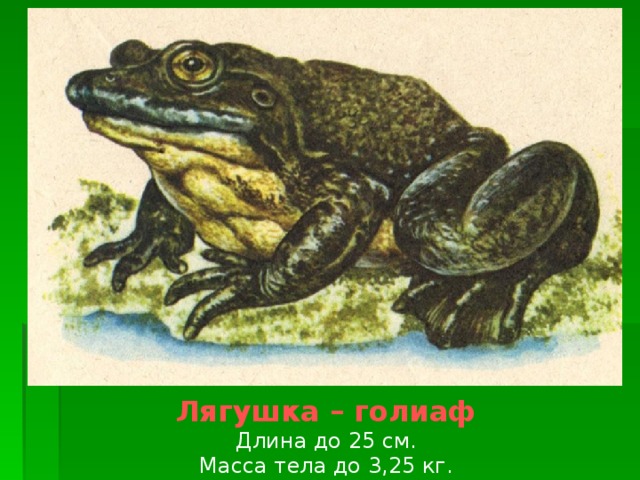  Лягушка – голиаф Длина до 25 см. Масса тела до 3,25 кг. 