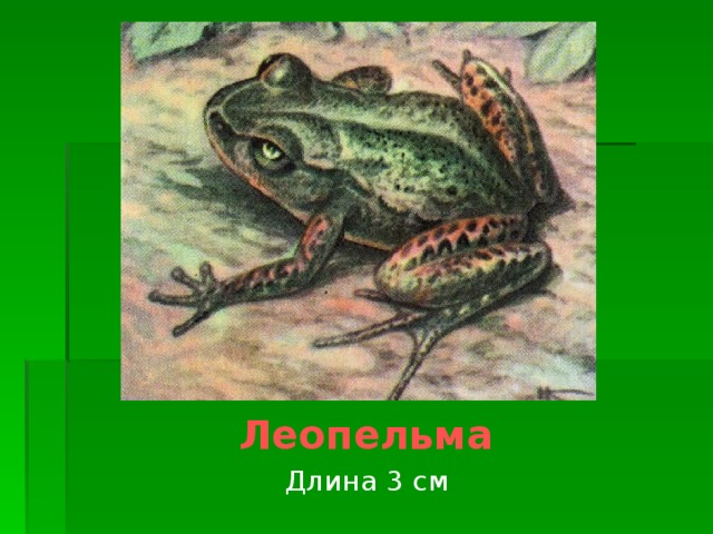  Леопельма Длина 3 см 