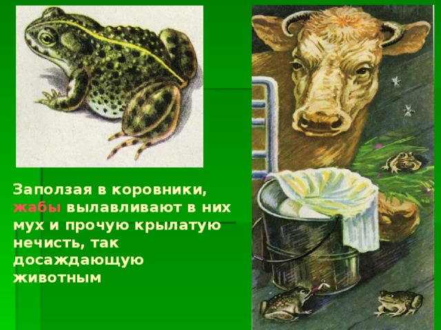 Заползая в коровники, жабы вылавливают в них мух и прочую крылатую нечисть, так досаждающую животным 