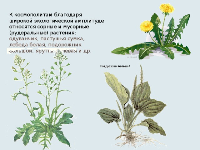Космополит В Биологии